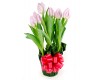 Tulips Bloom - as a gift